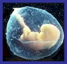 small fetus